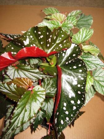 angel-wing-begonia-asst-for-web