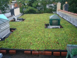 installed by: Brooklyn Greenroof