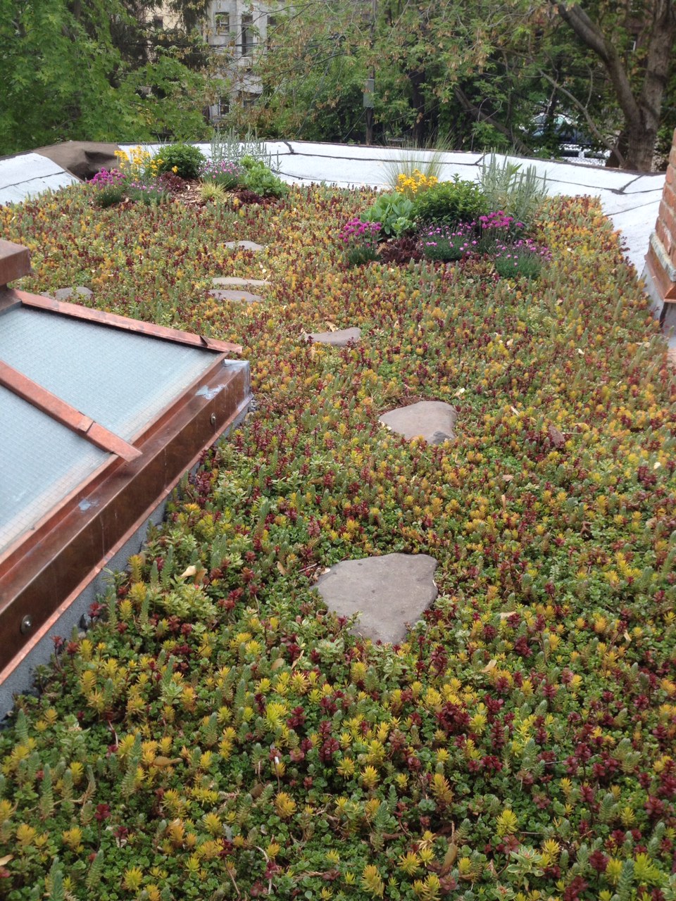 green roof sedum