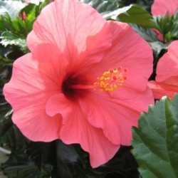 hibiscus-for-web