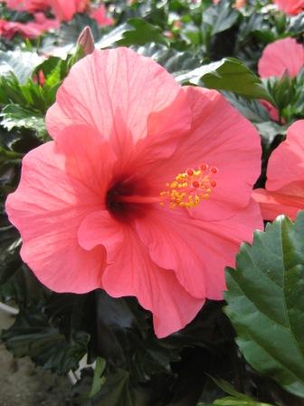 hibiscus-for-web