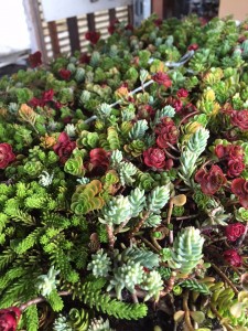 sedum mats bundled to ship